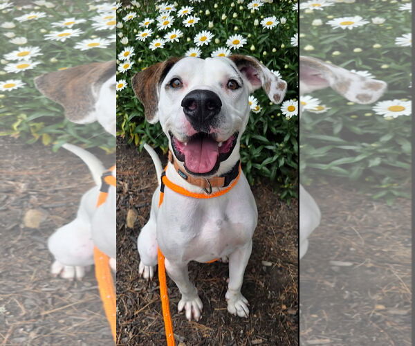 Medium Photo #4 Lab-Pointer Puppy For Sale in Rockaway, NJ, USA