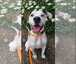 Small #3 Lab-Pointer