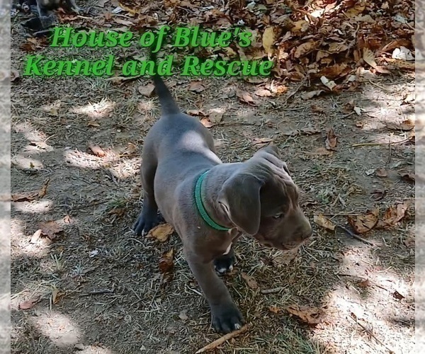 Medium Photo #15 American Pit Bull Terrier Puppy For Sale in DELAWARE, OH, USA