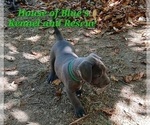 Small #14 American Pit Bull Terrier