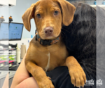 Small Mastiff Mix