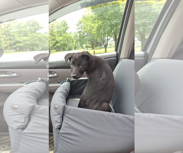 Medium Photo #8 Shollie Puppy For Sale in Sebec, ME, USA