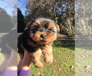 Yorkshire Terrier Puppy for sale in EAST BERNSTADT, KY, USA