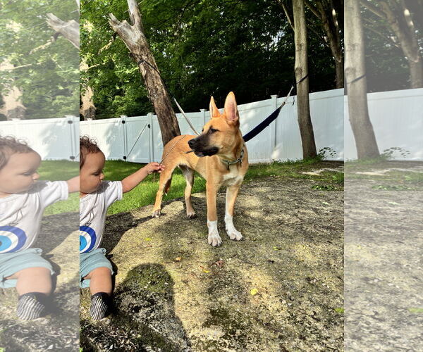 Medium Photo #3 Mutt Puppy For Sale in Rockaway, NJ, USA