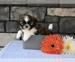 Shih Tzu Puppy for sale in MILLERSBURG, OH, USA