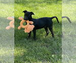 Small #11 Labrador Retriever Mix