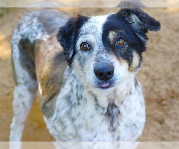 Medium Photo #3 Mutt Puppy For Sale in Tallahassee, FL, USA