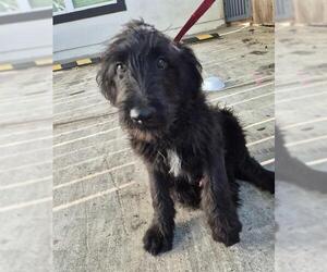 Schnauzer (Giant)-Unknown Mix Dogs for adoption in San Antonio, TX, USA