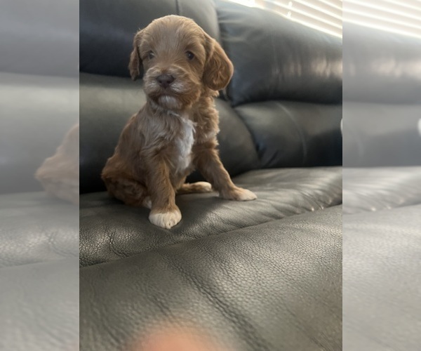 Medium Photo #1 Double Doodle Puppy For Sale in WHITE CITY, OR, USA