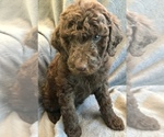 Small Photo #6 Labradoodle-Unknown Mix Puppy For Sale in PRICHARD, WV, USA