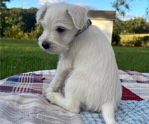 Schnauzer (Miniature) Puppy for Sale in TALBOTT, Tennessee USA