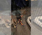 Small #2 German Shepherd Dog Mix