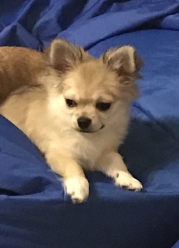 Medium Photo #22 Chihuahua Puppy For Sale in CHARLESTON, SC, USA