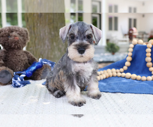 Schnauzer (Miniature) Puppy for sale in SYRACUSE, IN, USA