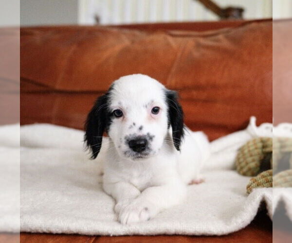 Medium Photo #5 Maltese-Unknown Mix Puppy For Sale in Andover, MN, USA