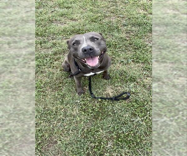 Medium Photo #2 American Pit Bull Terrier-Unknown Mix Puppy For Sale in Corpus Christi, TX, USA