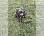 Small #1 American Pit Bull Terrier Mix