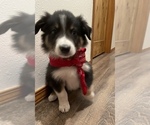 Puppy 7 Australian Shepherd