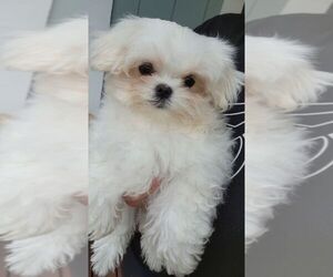Maltese Puppy for sale in ROYAL OAKS, CA, USA