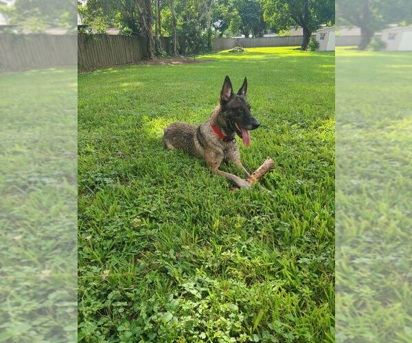 Medium Photo #3 Mutt Puppy For Sale in Imlay City, MI, USA