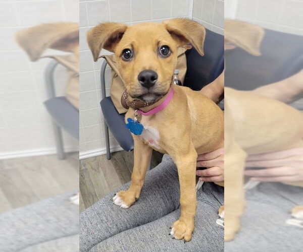 Medium Photo #1 Mutt Puppy For Sale in Minneapolis, MN, USA