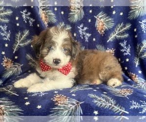 Aussiedoodle Miniature Puppy for sale in LAKELAND, FL, USA