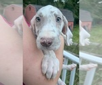 Puppy AKC Leo Great Dane