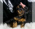 Puppy Ginny AKC Poodle (Toy)