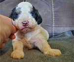 Small #2 Miniature Bernedoodle
