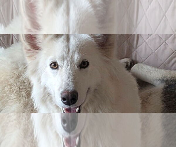 Medium Photo #2 Siberian Husky-Unknown Mix Puppy For Sale in Omaha, NE, USA