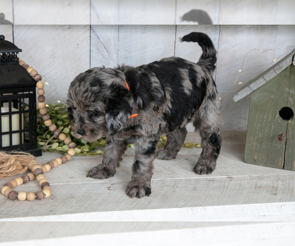 Medium Photo #3 Miniature Labradoodle Puppy For Sale in SUGARCREEK, OH, USA