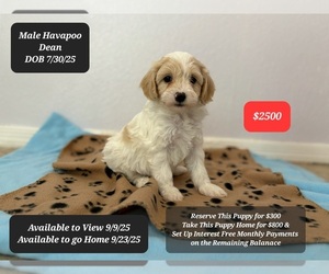 Poovanese Puppy for sale in TUCSON, AZ, USA