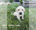 Puppy Archie Labrador Retriever