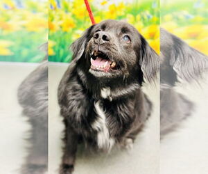 Border Collie-Unknown Mix Dogs for adoption in Jackson , NJ, USA
