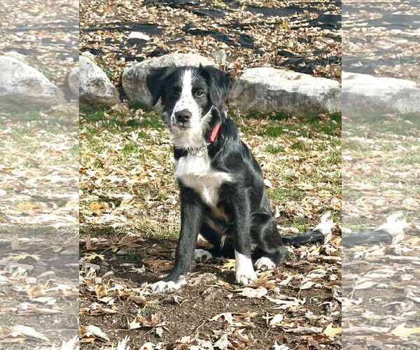 Medium Photo #3 Border Collie Puppy For Sale in Sandy, UT, USA