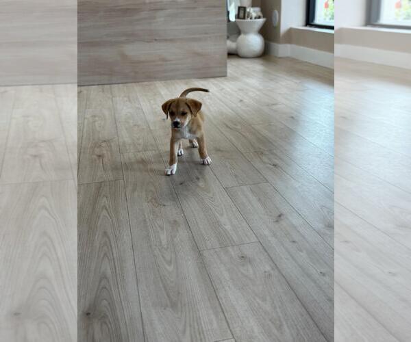 Medium Photo #2 Mutt Puppy For Sale in miami, FL, USA