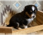 Small #4 Shel-Aussie