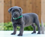 Small #2 Cane Corso