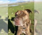 Small #1 Labrador Retriever-Staffordshire Bull Terrier Mix