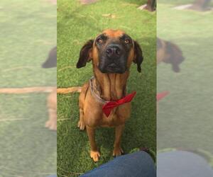 SOLE - Female Black Mouth Cur Dog for Adoption - Photo #2