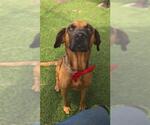 Small Photo #2 Black Mouth Cur Puppy For Sale in Downey, CA, USA