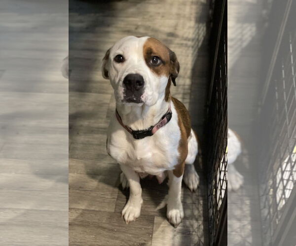 Medium Photo #4 Mutt Puppy For Sale in Duluth, MN, USA