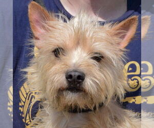 Medium Cairn Terrier Mix