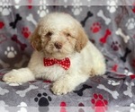 Small Photo #1 Poodle (Miniature) Puppy For Sale in LAKELAND, FL, USA