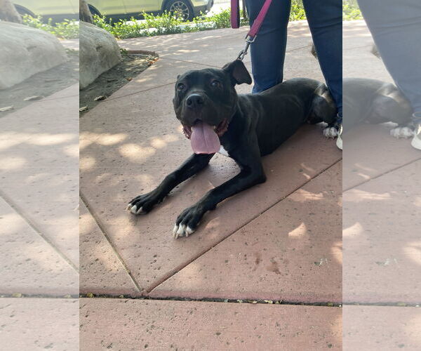 Medium Photo #4 Staffordshire Bull Terrier-Unknown Mix Puppy For Sale in La Verne, CA, USA