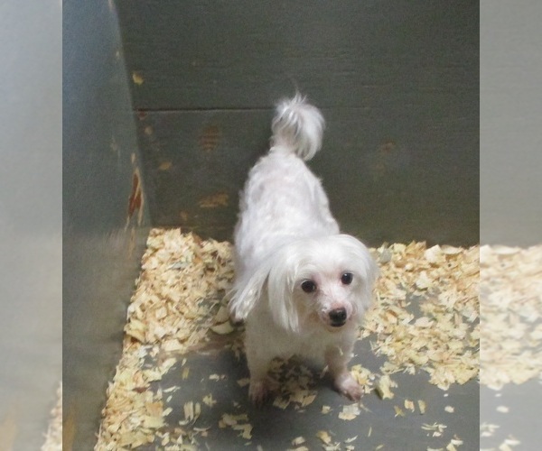 Medium Photo #4 Maltese Puppy For Sale in CARROLLTON, GA, USA