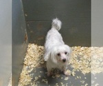 Small Photo #4 Maltese Puppy For Sale in CARROLLTON, GA, USA
