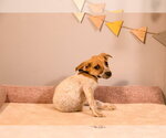 Small #3 Mutt