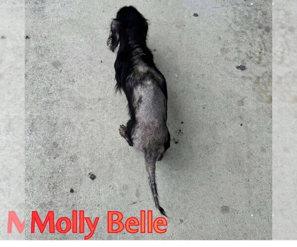 Medium Photo #6 Dachshund Puppy For Sale in San Antonio, TX, USA