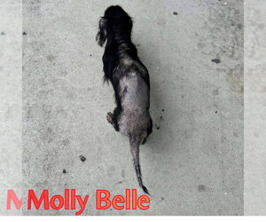 Molly Belle - Female Dachshund Dog for Adoption - Photo #6